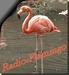 Radio Flamingo Logo